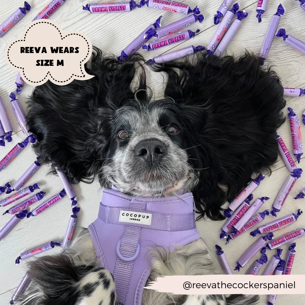Harnais NAKD violet- Cocopup London
