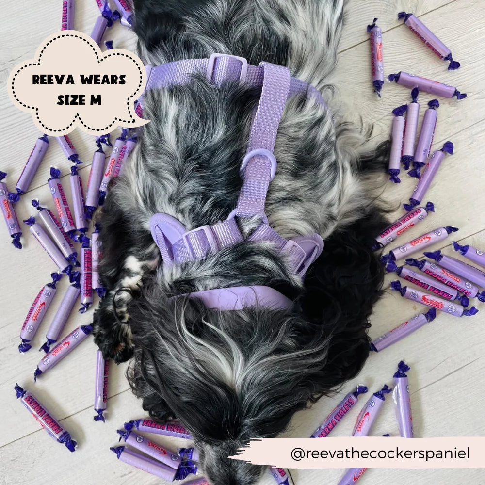 Harnais NAKD violet- Cocopup London