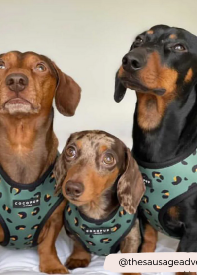 Harnais léopard olive – Cocopup London