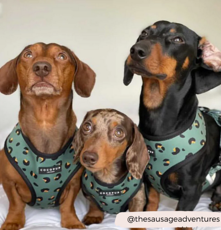 Harnais léopard olive - Cocopup London – Image 2