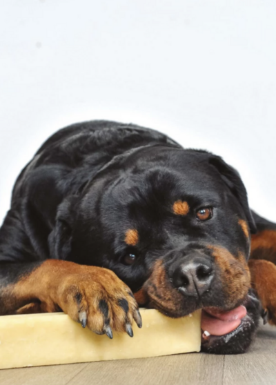 Bâton de fromage pour chien à mâcher