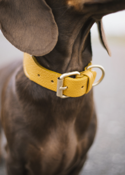 Collier pour chien James – Buddy’s