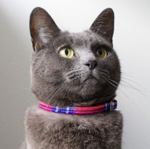 Collier tartan pour chat – Hiro+Wolf