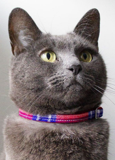 Collier tartan pour chat – Hiro+Wolf