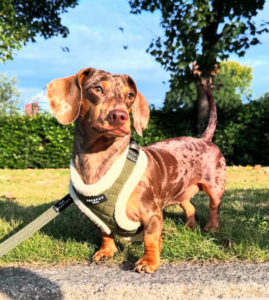 Harnais Kaki sherpa pour Chien – Cocopup London