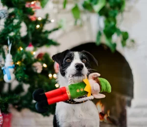 Elfe de Noël – P.L.A.Y