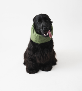Snood imperméable pour chien Kaki – Lou and Co