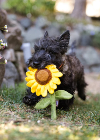 Tournesol – P.L.A.Y