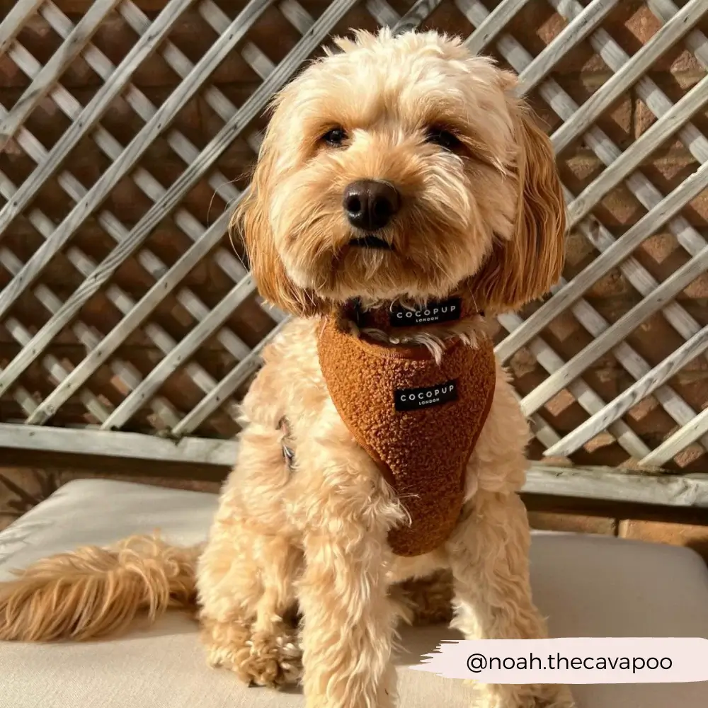 Harnais teddy - COCOPUP London – Image 4