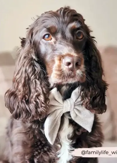 Nœud papillon Tweed Sailor – COCOPUP London