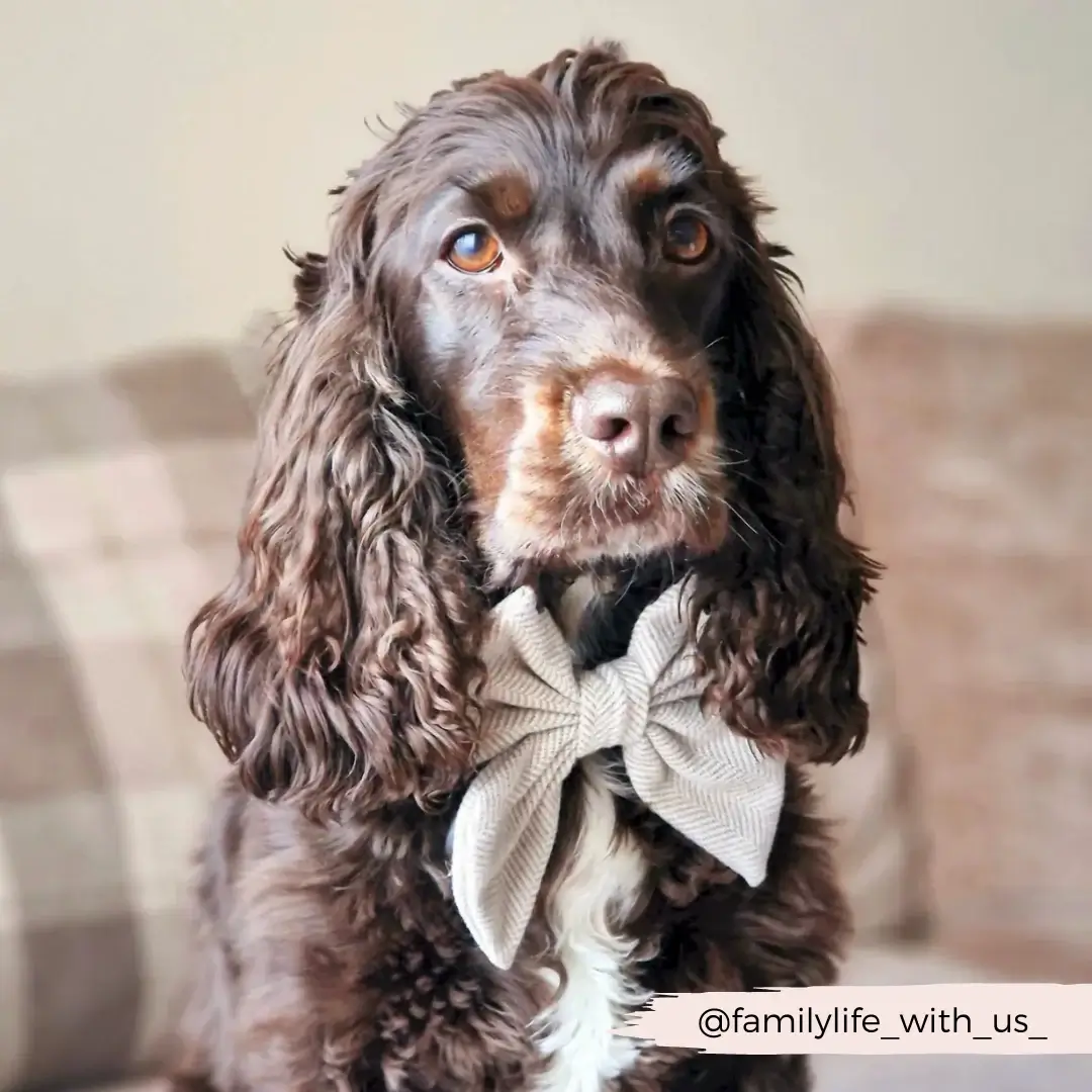 Nœud papillon Tweed Sailor - COCOPUP London – Image 2