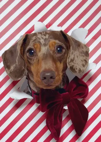 Nœud papillon Velours Sailor – COCOPUP London