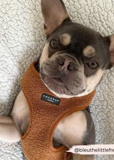 Harnais teddy – COCOPUP London