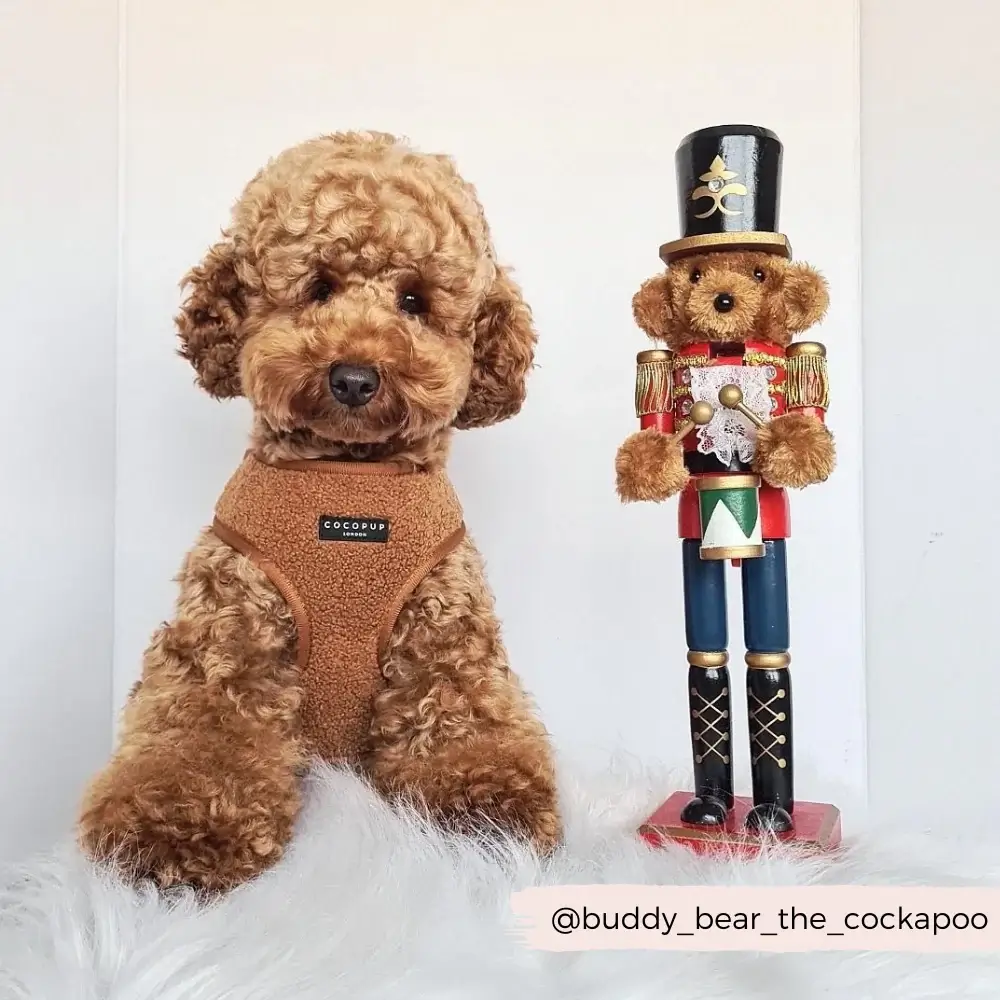 Harnais teddy - COCOPUP London – Image 3