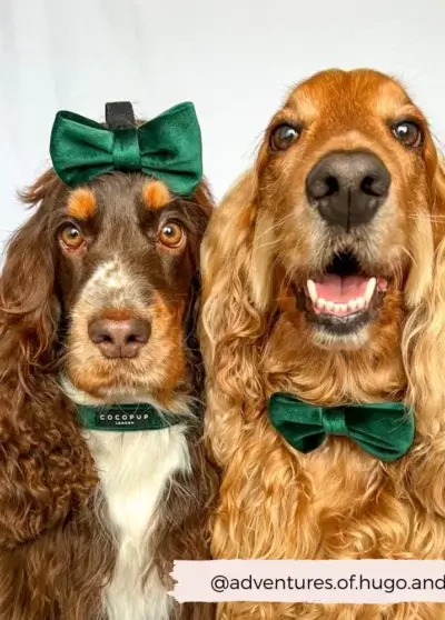 Nœud papillon velours vert forêt – COCOPUP London