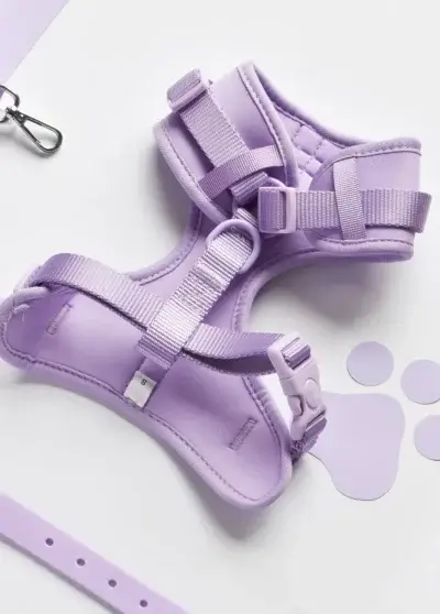 Harnais NAKD violet- Cocopup London